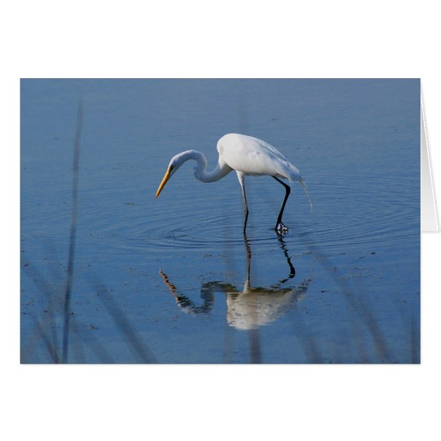 Underbar Egret OBS Kort (Framsidan Horizontal)