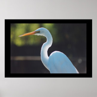 Underbar Egret Poster