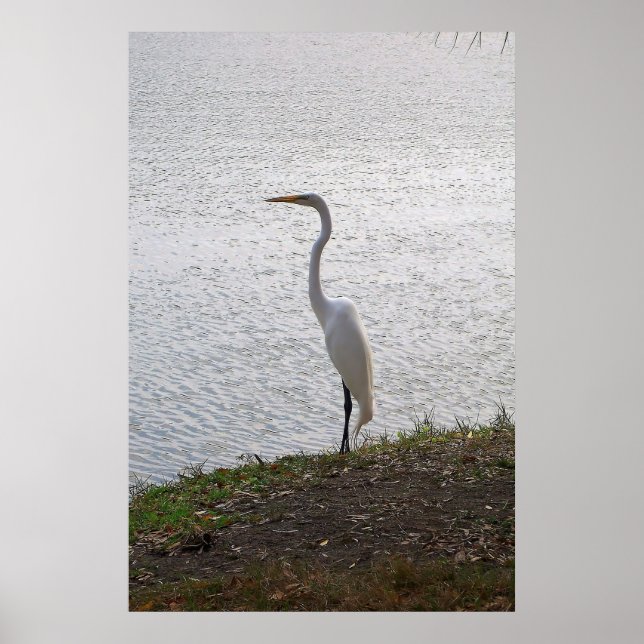 Underbar Egret Poster (Framsidan)