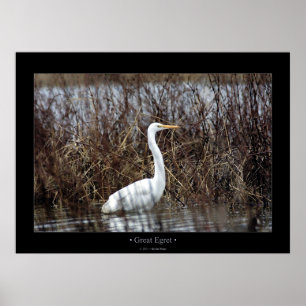 Underbar Egret Poster