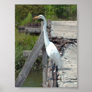 Underbar Egret Poster
