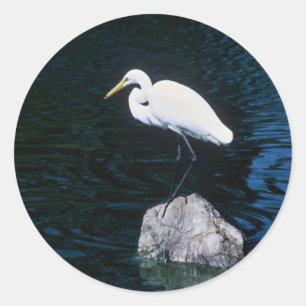 Underbar Egret Runt Klistermärke