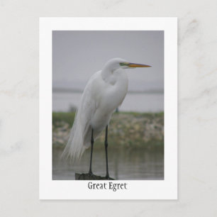 Underbar Egret Vykort