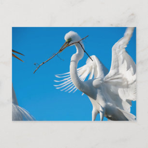 Underbar Egret Vykort