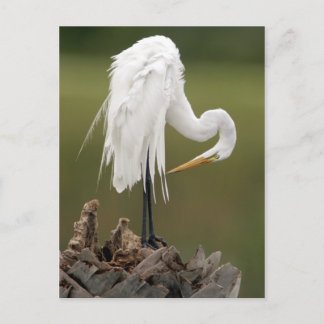 Underbar Egret Vykort