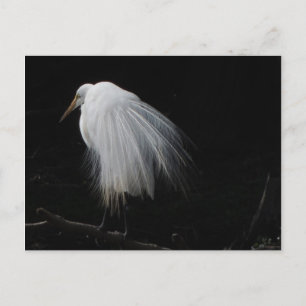 Underbar Egret Vykort