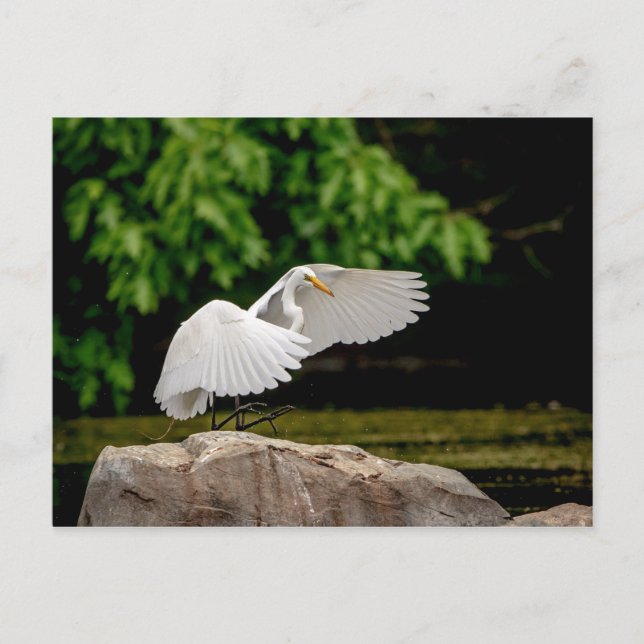 Underbar Egret Vykort (Framsida)