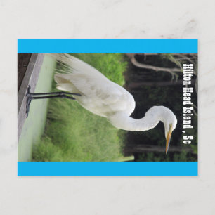 Underbar Egret Vykort