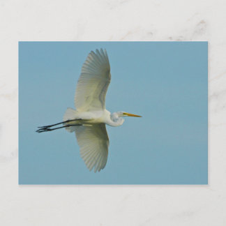 Underbar Egret Vykort