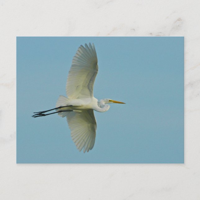 Underbar Egret Vykort (Framsida)