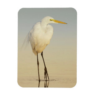 Underbar Egret Walking Magnet