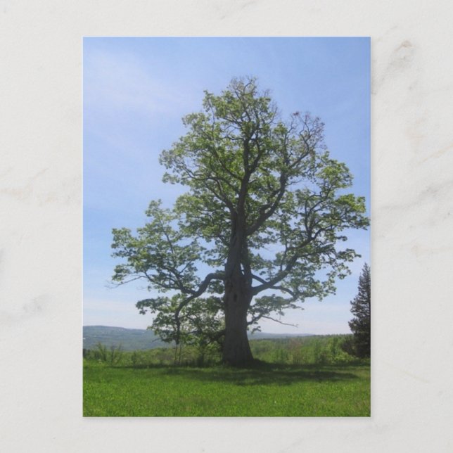 underbar ek vykort (Framsida)