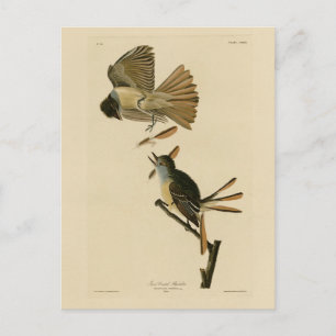 Underbar Fåglare, Audubon Birds of America Vykort