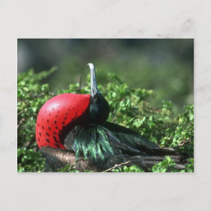 Underbar Frigatebird, manlig utbildning med stort Vykort