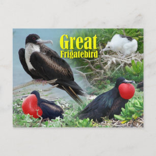 Underbar Frigatebird, Midway Afee, Hawaiianska öar Vykort