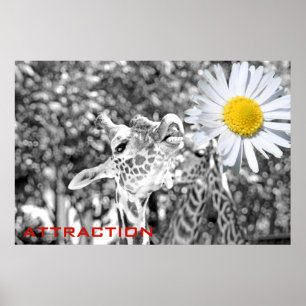 Underbar Giraffe Attraktion Poster! Poster