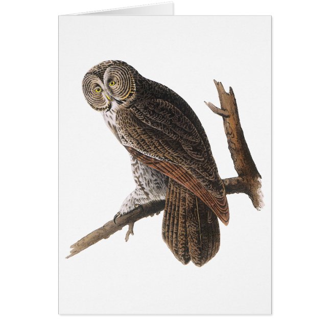 Underbar Grått Uggla Hälsningskort (Framsidan)