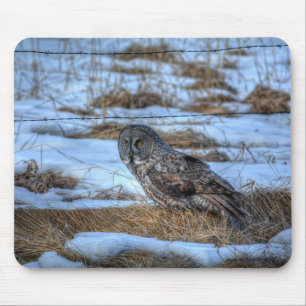 Underbar Grått Uggla och Snö Wildlife Raptor Photo Musmatta