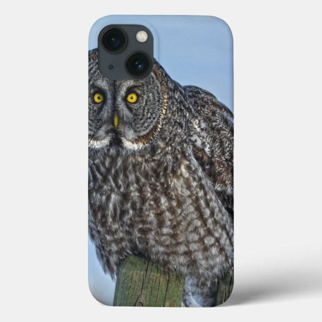 Underbar Grått Uggla på ett stängsel av vilda djur (Baksida)