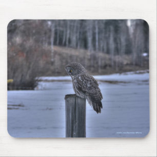 Underbar Grått Uggla på Fence Post Winter Wildlife Musmatta