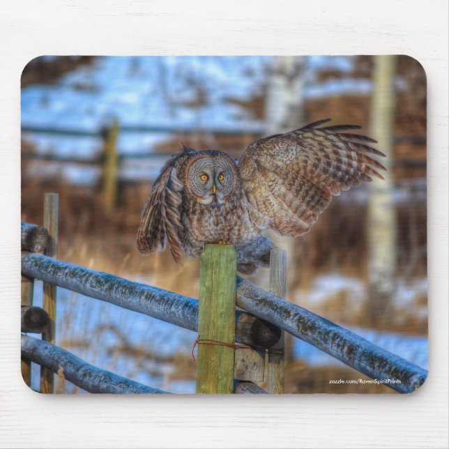 Underbar Grått Uggla på fenomenet Wildlife Raptor  Musmatta (Framsidan)