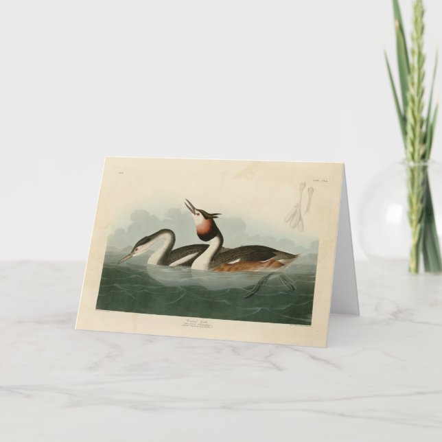 Underbar greb - Audubon's Birds of America Kort (Framsida)