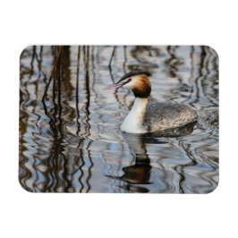 Underbar grebe magnet