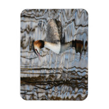 Underbar grebe