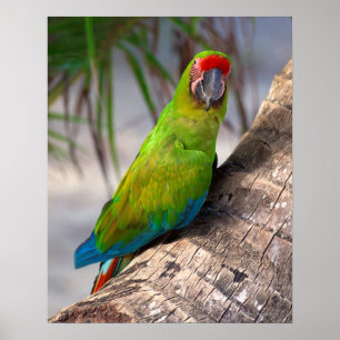 Underbar grön macaw på ett träd poster