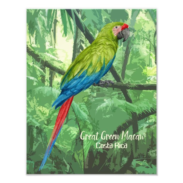 Underbar Grönt Macaw Costa Rica-design Fototryck (Framsidan)