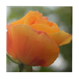 underbar gul ros blomsterfotografi. kakelplatta