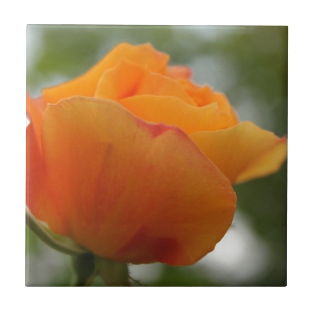 underbar gul ros blomsterfotografi. kakelplatta (Framsidan)