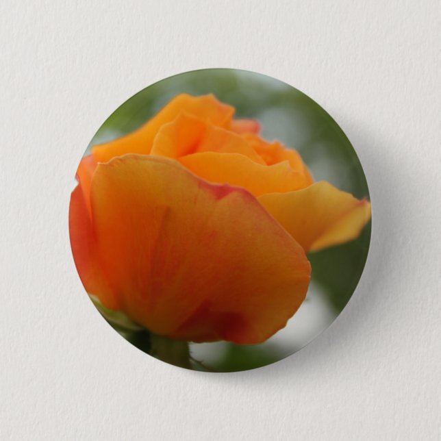 underbar gul ros blomsterfotografi. knapp (Framsida)