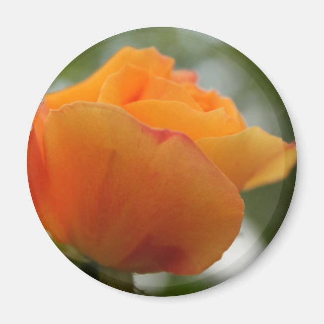 underbar gul ros blomsterfotografi. magnet (Framsidan)