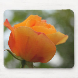 underbar gul ros blomsterfotografi. musmatta