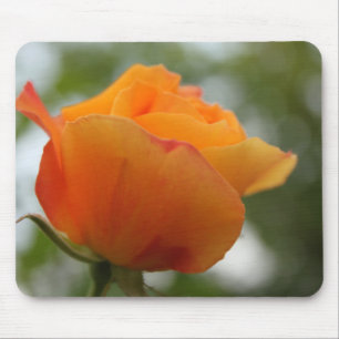 underbar gul ros blomsterfotografi. musmatta