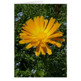 underbar gult blomma,daisy hälsningskort