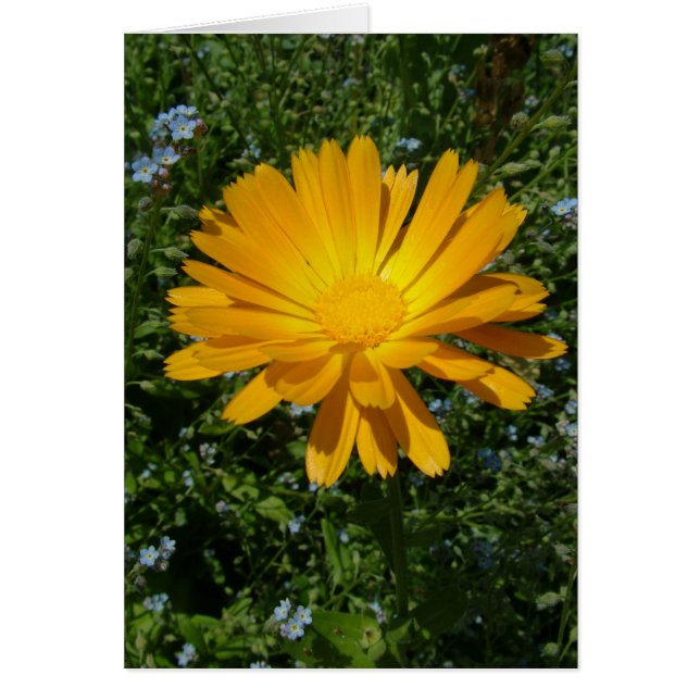 underbar gult blomma,daisy hälsningskort (Framsidan)