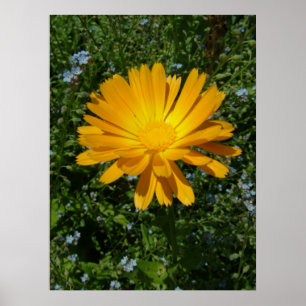 underbar gult blomma,daisy poster