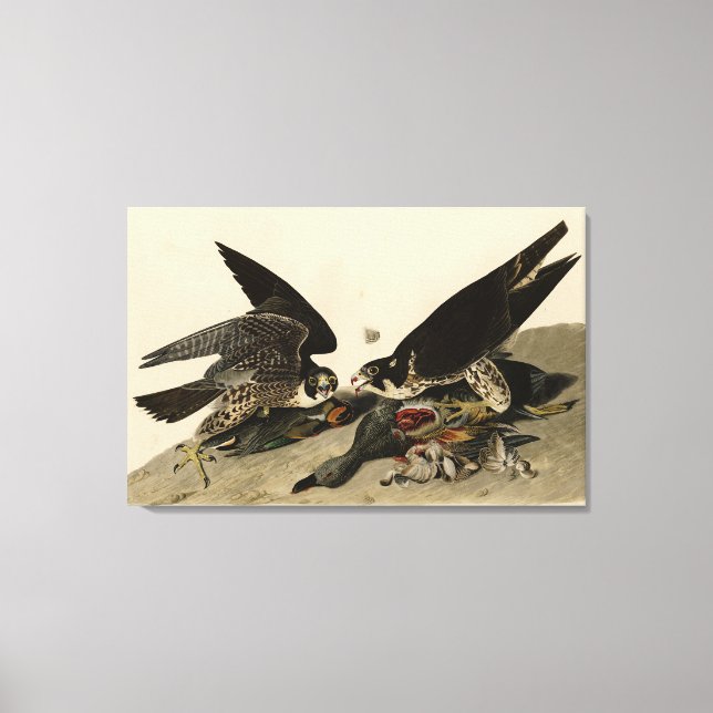 Underbar hawk från Audubon's Birds of America Canvastryck (Framsida)