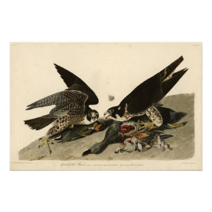 Underbar hawk från Audubon's Birds of America Fototryck