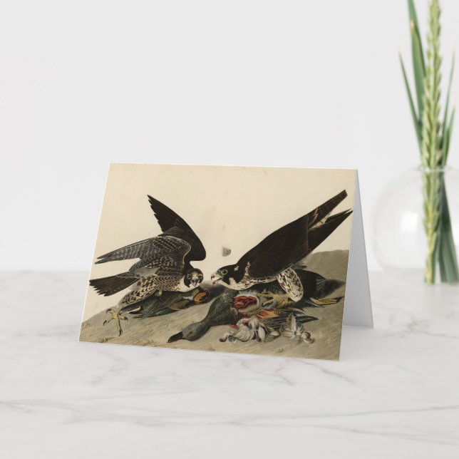 Underbar hawk från Audubon's Birds of America Kort (Framsida)