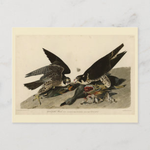 Underbar hawk från Audubon's Birds of America Vykort