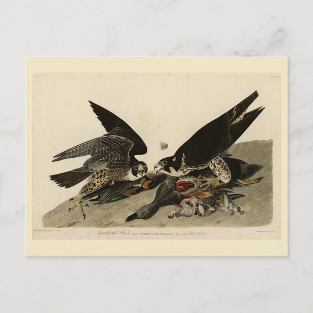 Underbar hawk från Audubon's Birds of America Vykort (Framsida)