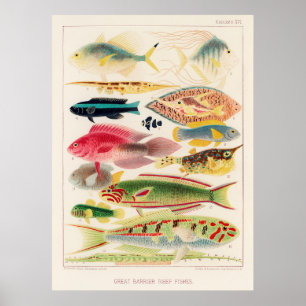 Underbar hinderfisk från Australien Poster