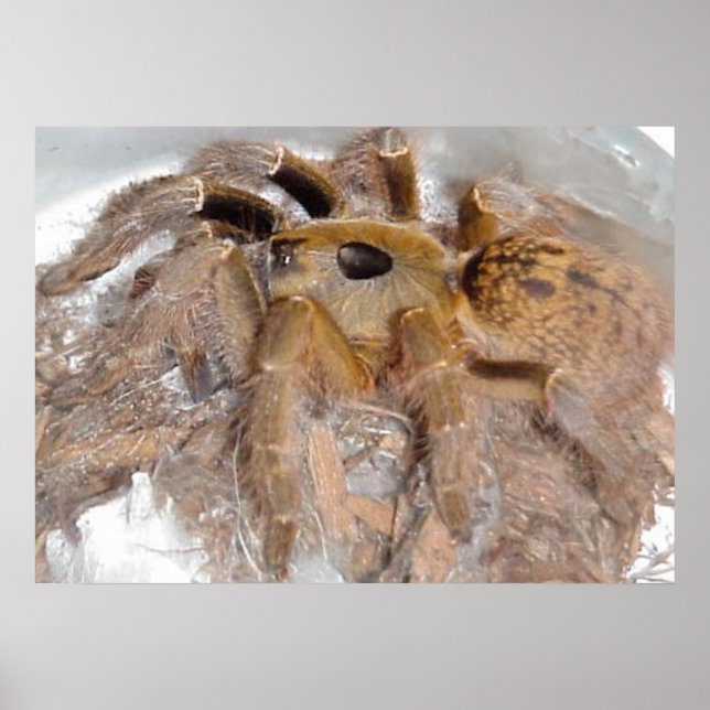 Underbar Horn Baboon Spider Poster (Framsidan)