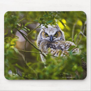 Underbar Horned Owlet Musmatta