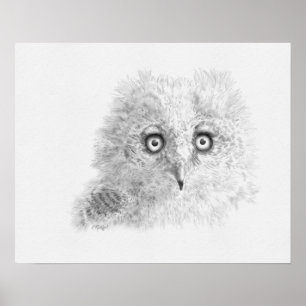 Underbar Horned Owlet Teckning Poster
