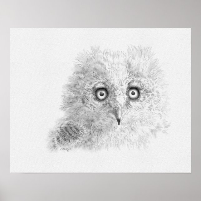 Underbar Horned Owlet Teckning Poster (Framsidan)