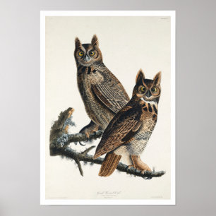 Underbar Horned Uggla av Audubon Poster